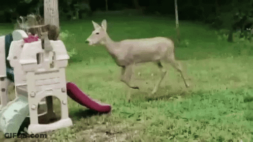 Deer Running By Playground Slide GIF
