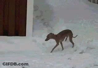 Deer Running In Snow In Front Of Building GIF