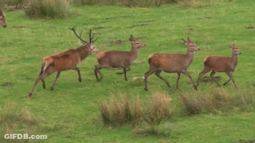Deer Running Through Grassy Field Robert E. Collie GIF