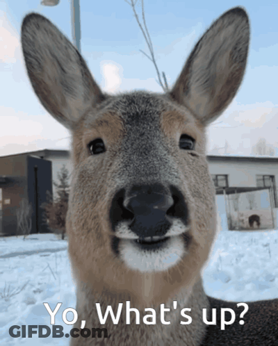 Deer Saying Yo What's Up GIF