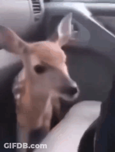 Deer Sitting In Car Looking At Camera GIF