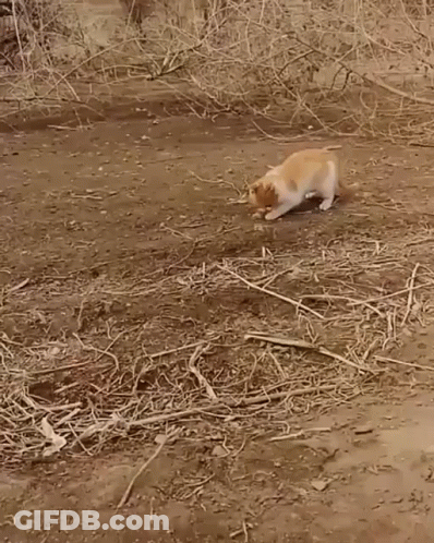 Deer Sitting Under Tree Saying Good Morning GIF