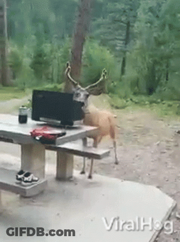 Deer Standing In Field At Night Black And White GIF