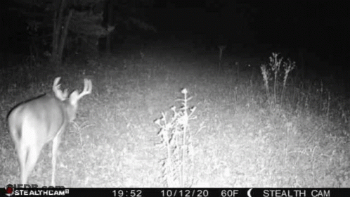Deer Standing In Field At Night Black And White GIF