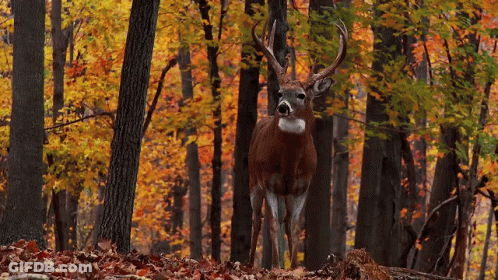 Deer Standing In Forest With Autumn Leaves GIF