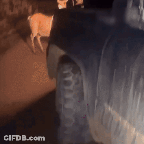Deer Standing In Front Of Car GIF