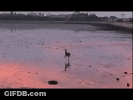Deer Standing In Water At Sunset GIF