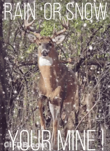 Deer Standing In Woods Rain Or Snow Your Mine GIF