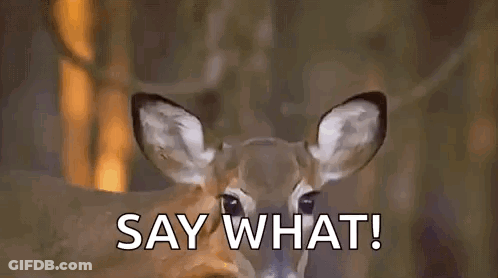 Deer Standing In Woods Say What GIF
