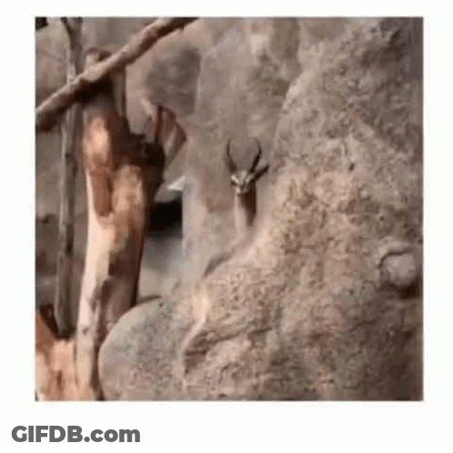 Deer Standing On Rock Next To Tree GIF