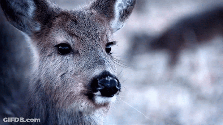 Deer Tongue Out GIF
