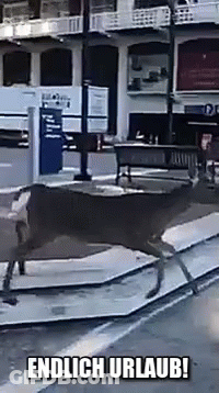 Deer Walking Down Street Endlich Urlaub GIF