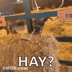 Deer With Antlers Eating Hay Bale GIF