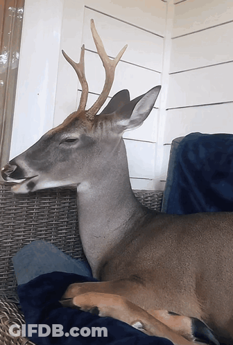 Deer With Antlers Lying On Wicker Couch GIF