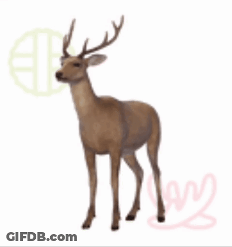 Deer With Antlers Standing GIF