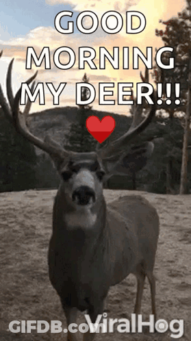 Deer With Heart On Antlers Says Good Morning My Deer GIF
