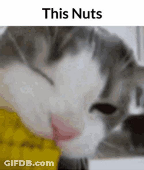 Deez Nuts Cat Eating Corn GIF