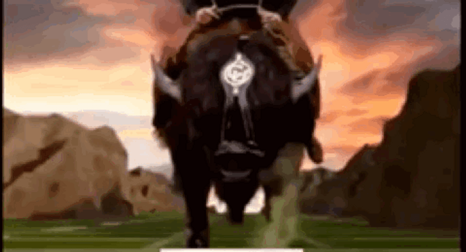 Deion Sanders Cowboy Bull GIF