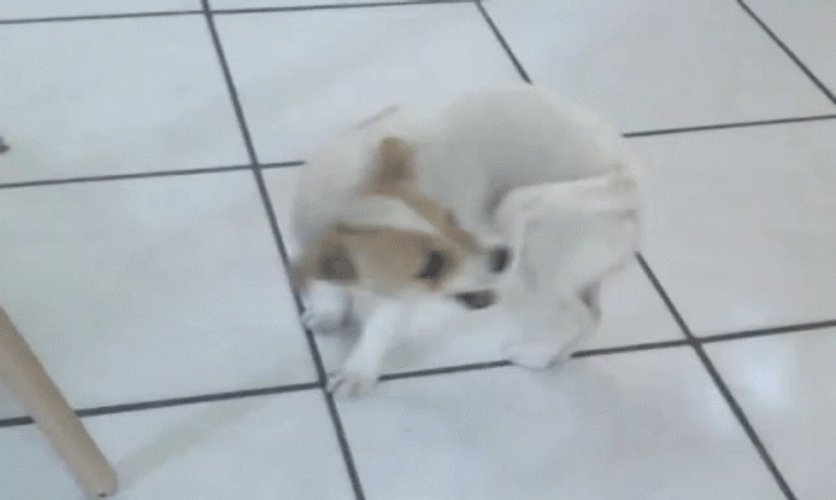 Delightful Puppy Dog Chasing Tail GIF