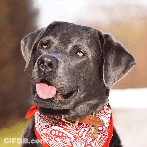 Derp Blinking Eyes Funny Dog GIF