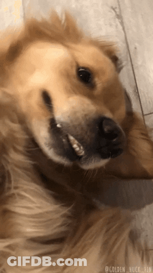 Derp Face Cute Golden Retriever GIF