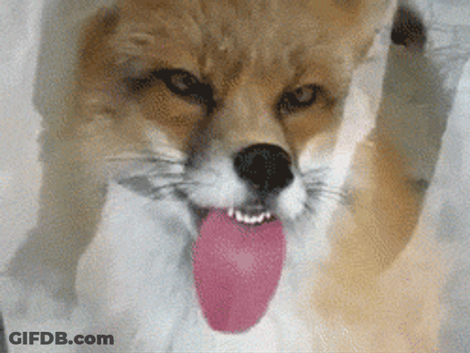Derp Face Fox Licking Glass GIF