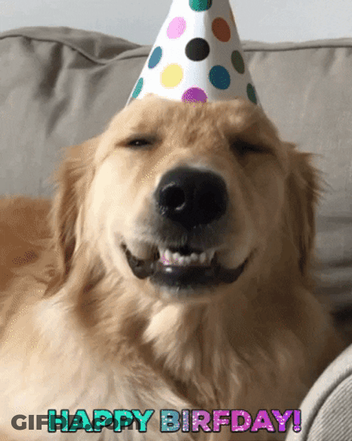 Derp Face Happy Birthday Dog GIF