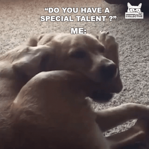 Derping Funny Dog Meme GIF