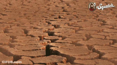 Desert Cactus With The Squatch GIF