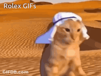 Desert Cat With Turban And Hat GIF