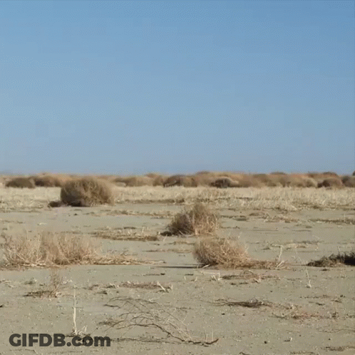 Desert Landscape With Blue Sky And Plants GIF
