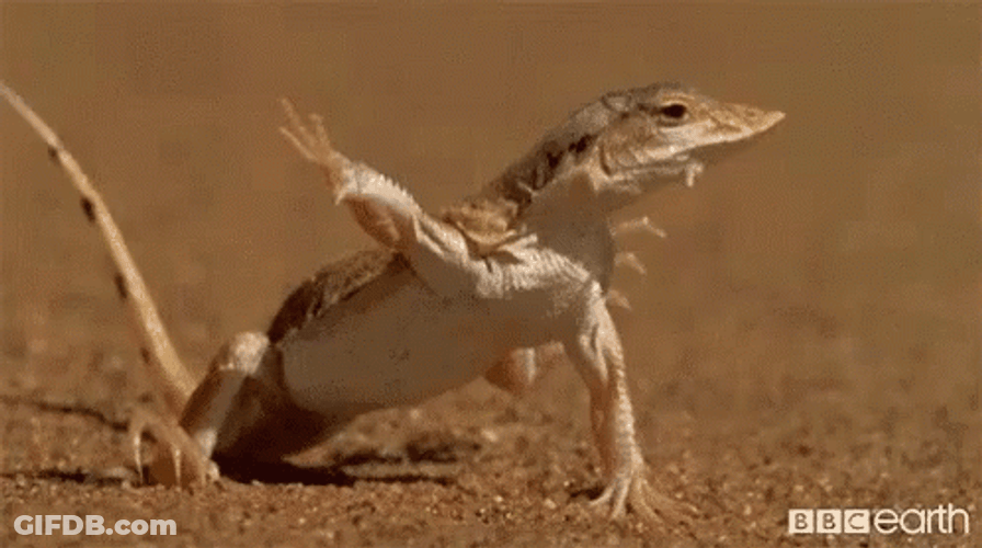 Desert Monitor Lizard Alternating Steps GIF