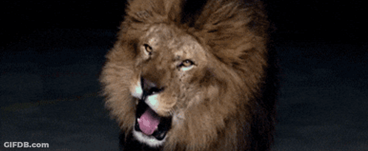 Desperate Lions Roaring GIF