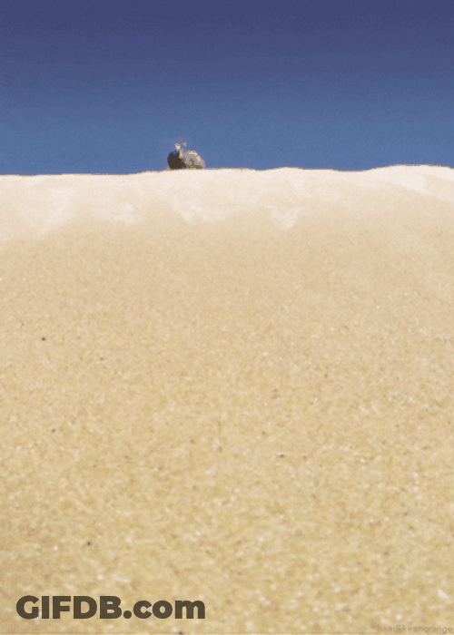 Dessert Beetle Rolling Down GIF