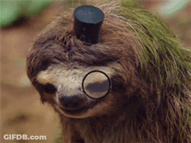 Detective Sloth Swine GIF
