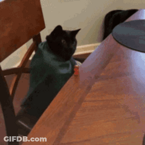 Dice Slide Table Funny Cat GIF