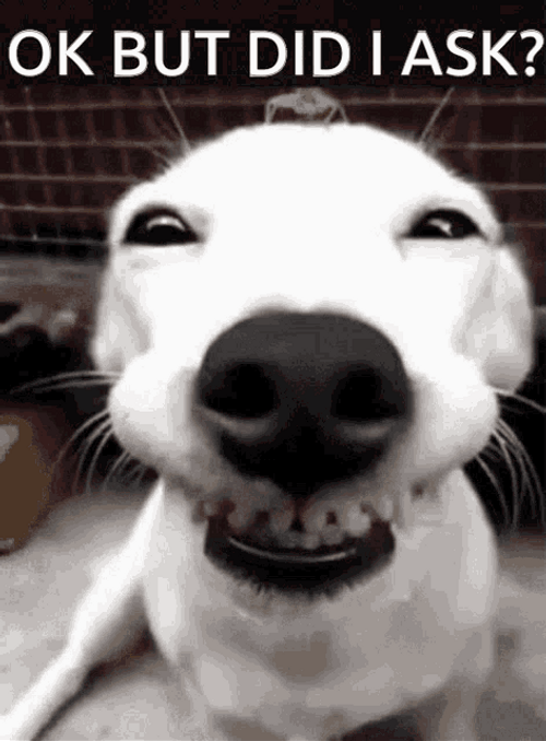 Did I Ask Dog GIF