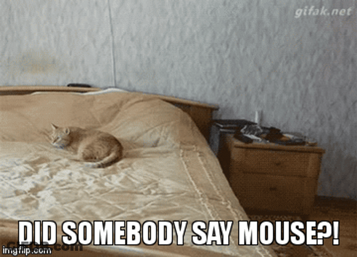 Did Somebody Say Mouse GIF