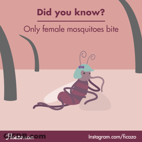Did You Know Mosquito GIF