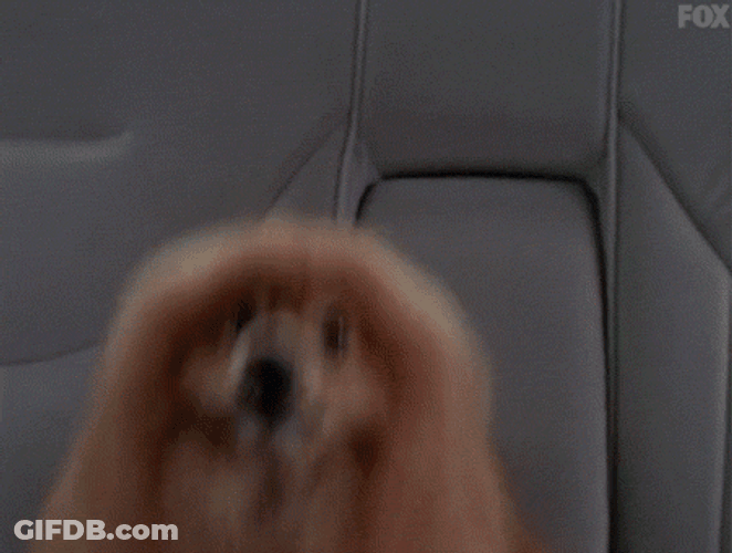 Did You Really Bring That Woof GIF