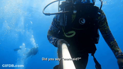 Did You Say Mermaid?. Shark Week. GIF