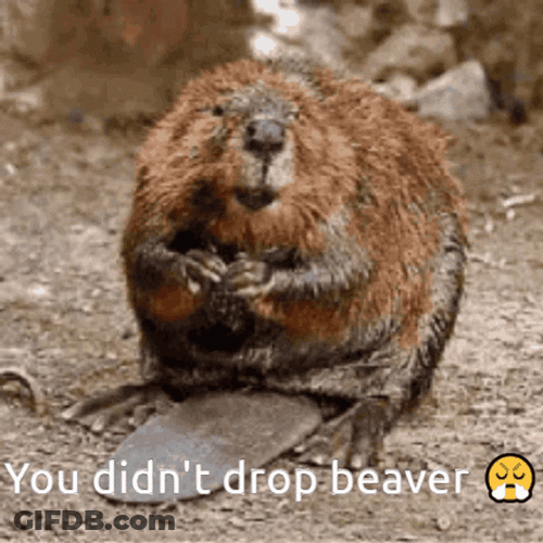 Didn't Drop Beaver Flashing Lights GIF