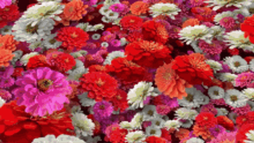 Die De Las Madres Greeting With Flowers GIF