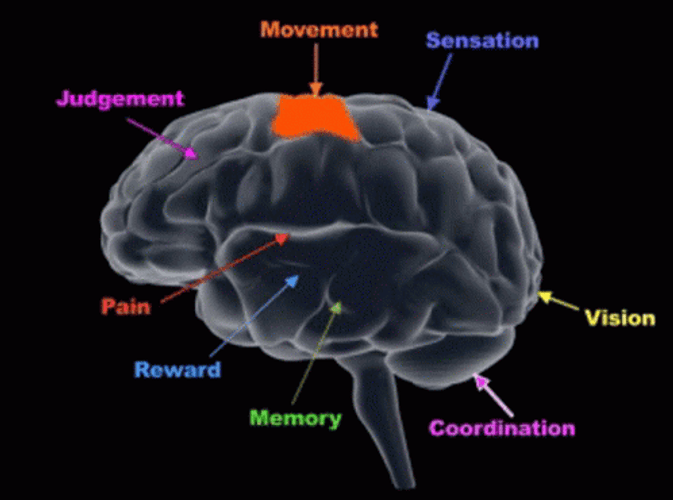 Different Areas Of The Brain GIF