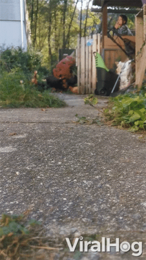Different Chicken Run GIF
