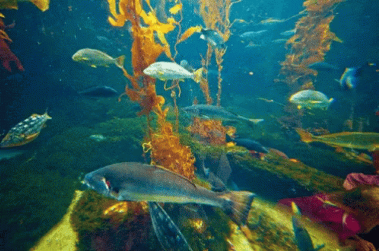 Different Fish Swimming In Aquarium GIF