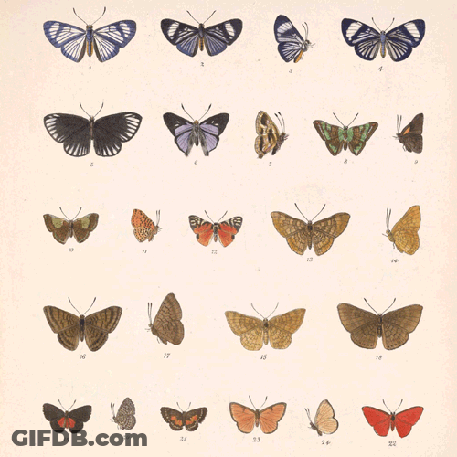 Different Kinds Of Butterflies GIF