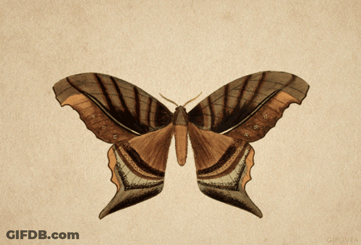 Different Patterns And Colors Of Butterfly Wings GIF