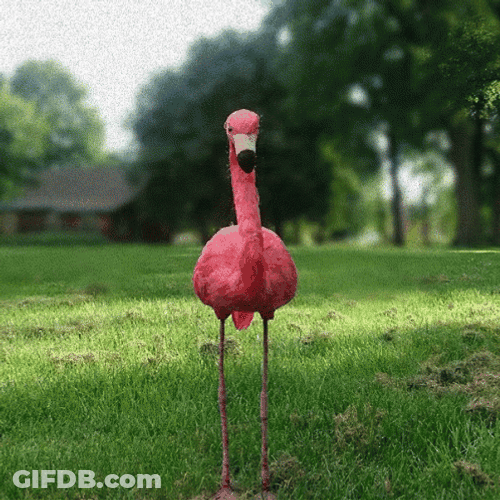 Different Poses Of Flamingo GIF