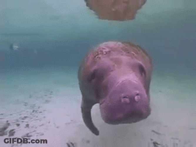 Different Sides POV Of Manatee GIF